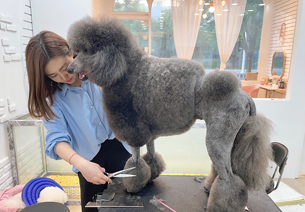 펫케어전공 사진
